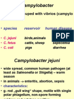 Campylo, Helicobacter