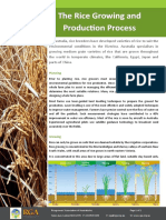 The Rice Growing Process 2013 - Web PDF
