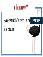 An Ostrich's Eye Is Bigger Than Its Brain