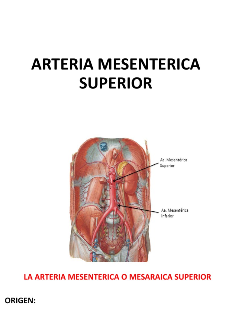 Irrigacion Mesenterica Superior Organo Anatomia Anatomia