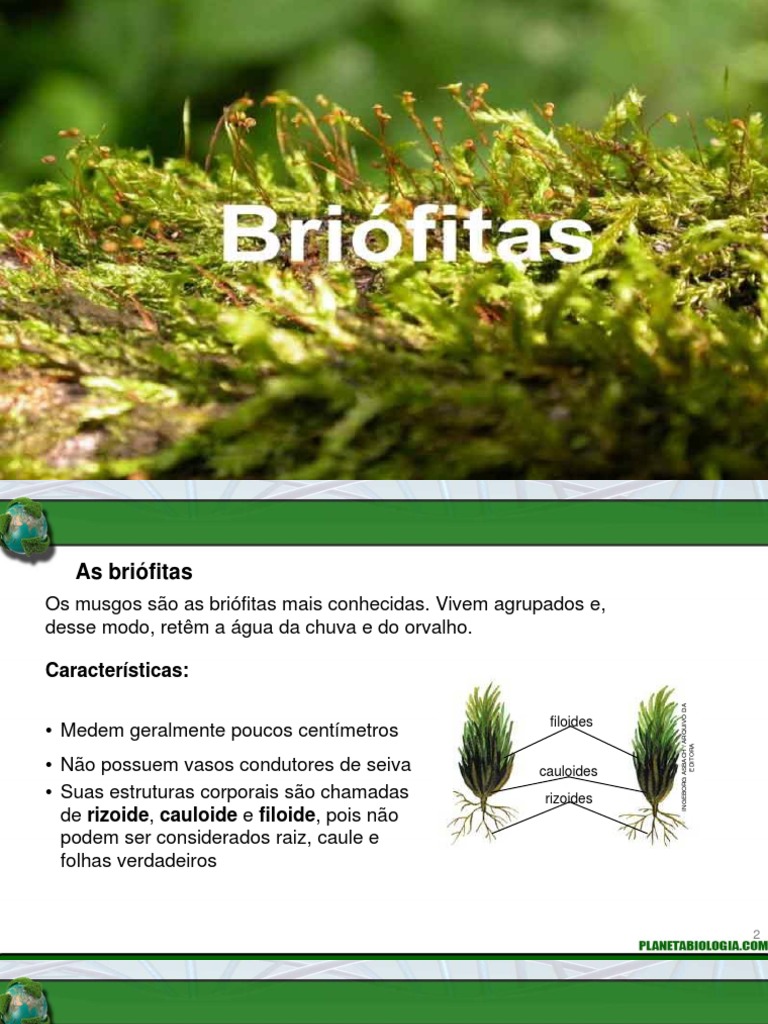 Slides Bri fitas Musgo Plantas