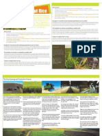 All-About-Rice-Factsheet_website-version.pdf