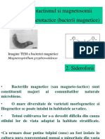 C5 Bioelmag Magnetosomi Sideroforii