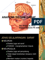 Neurofisiologi: Anatomi Sistem Saraf