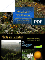 Wonderful Wildflowers: Helping The Environment With California Native Plants