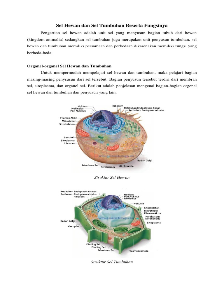 Struktur Organel  Sel  Hewan  Dan  Tumbuhan Beserta Fungsinya  