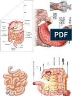 Anatomia Com Fotos-2 PDF