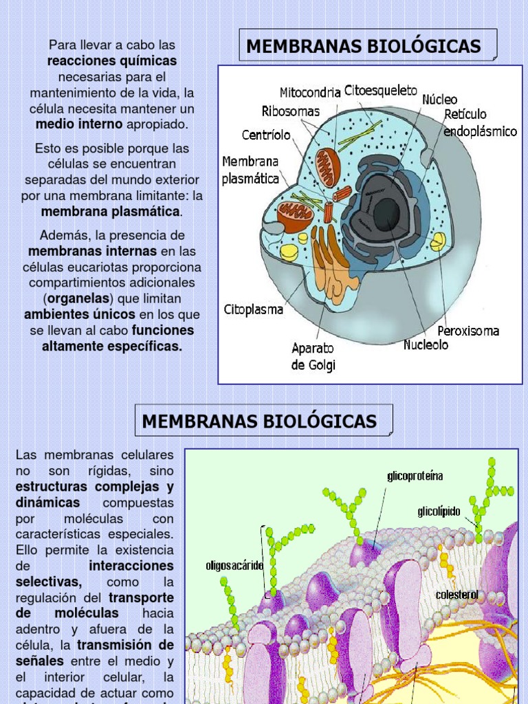 Membranas Biológicas Membrana Celular Biología