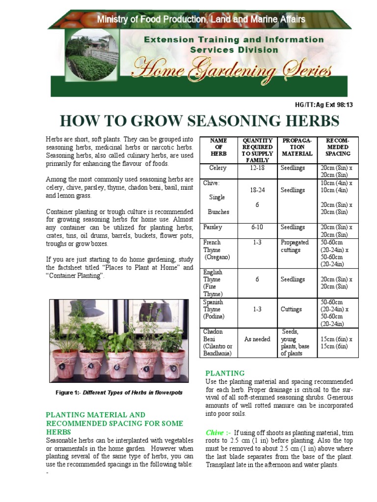 Growing Seasoning Herbs Planting Materials, Spacing