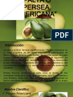 Palta o Persea Americana