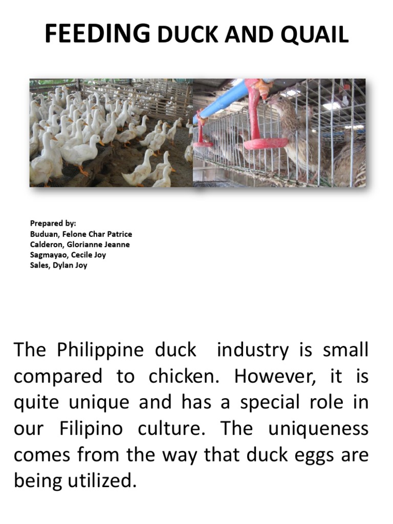 Feeding the Filipino Tradition: An Overview of Duck and Quail