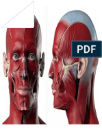 músculos faciales.pdf