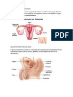 Aparato Reproductor Femenino