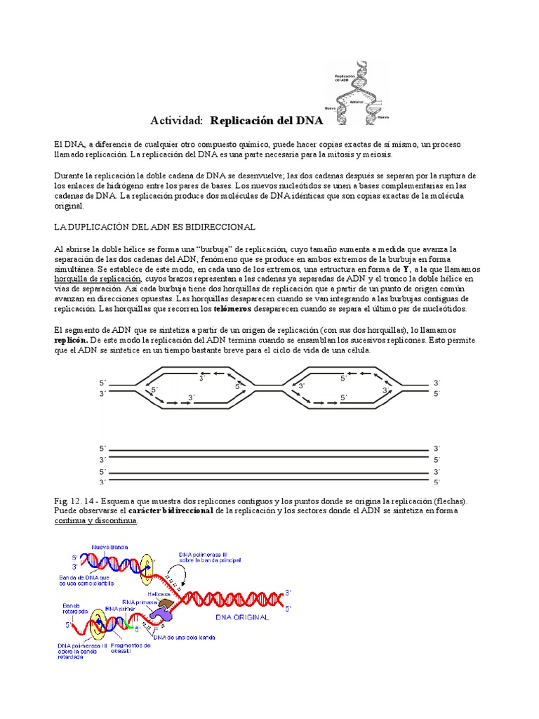 Replicación del ADN y ciclo celular | PDF | Replicación De Adn | Ciclo ...