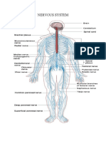 1.nervous System