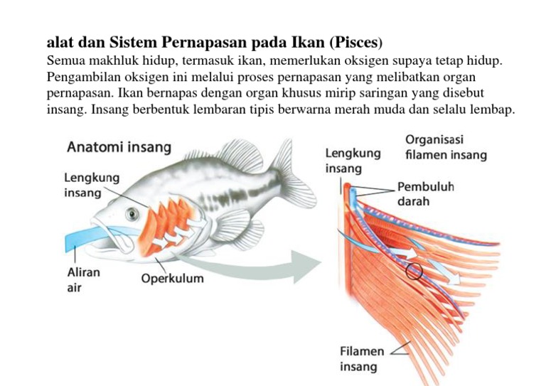Alat Dan Sistem Pernapasan Pada Ikan Pdf