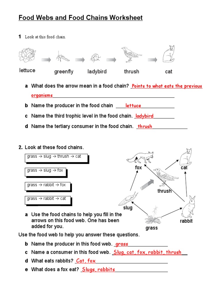 Food s and Food Chains Worksheet lettuce greenfly ladybird thrush