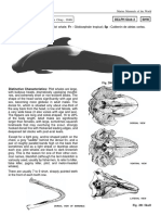 Globicephala Macrorhynchus Gray, 1846: Delph Glob 2 SHW