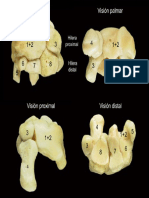 perro (1).pdf