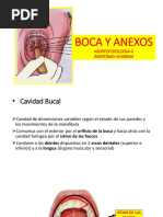 boca y anexos