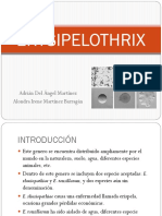 ERYSIPELOTHRIX ALONDRA (1).pptx