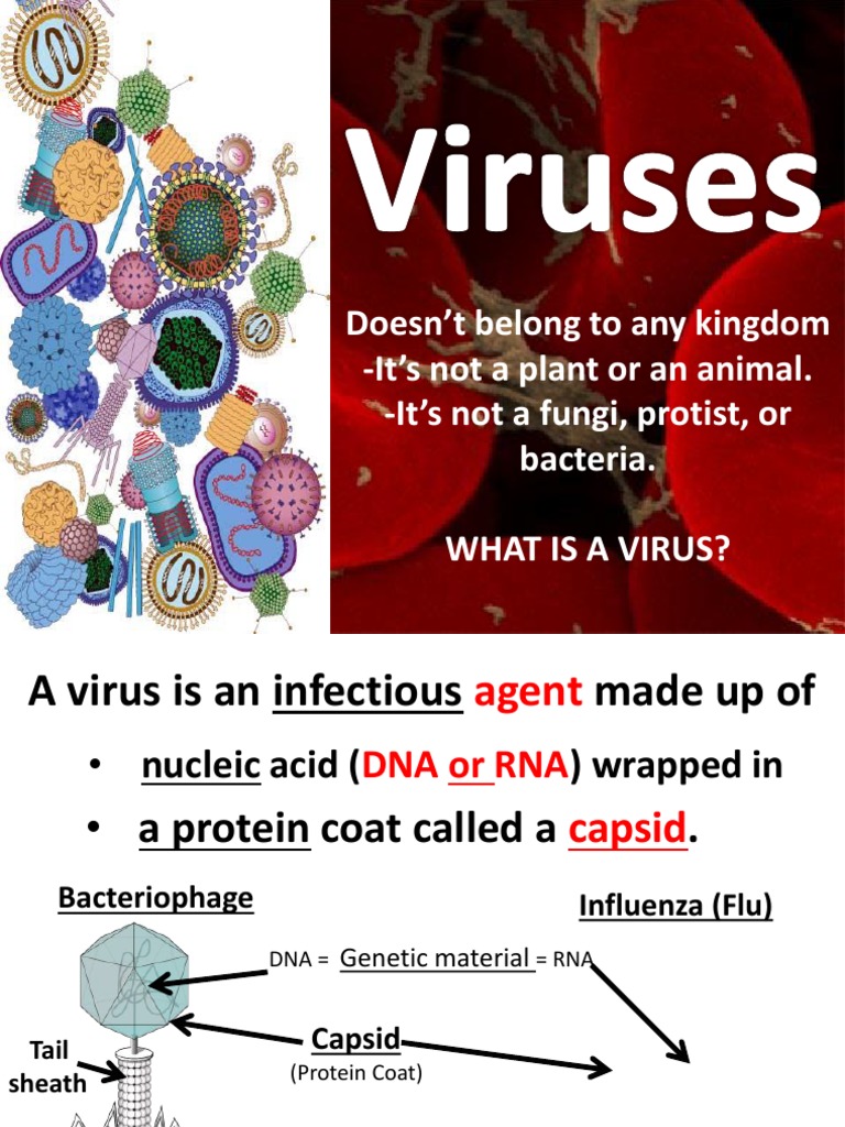 Understanding Viruses and Their Lifecycle | PDF | Virus | Infection
