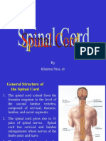 Spinal Cord Anatomy and Reflexes