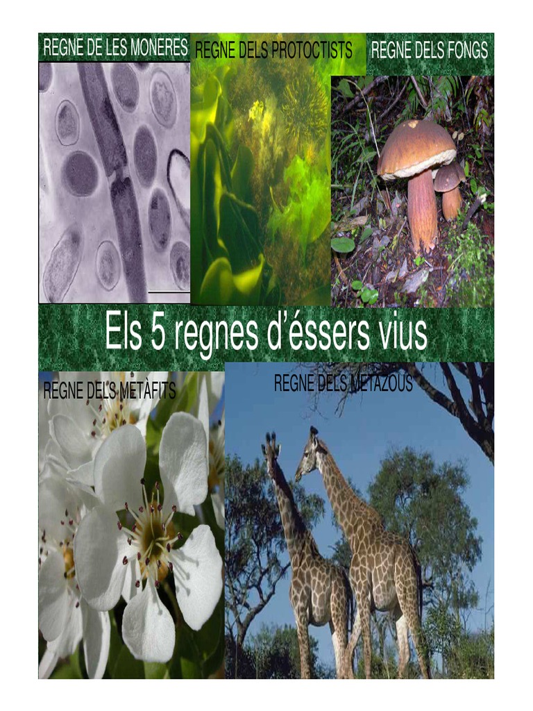 Els 5 Regnes Déssers Vius | PDF