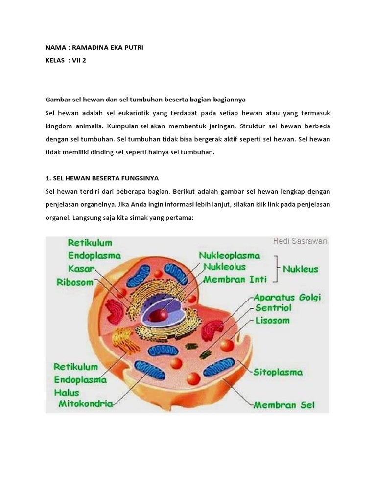 10 Ide Gambar  Sel  Hewan  Dan  Keterangannya  Fatiha Decor