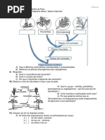 33251369 Reino Vegetal