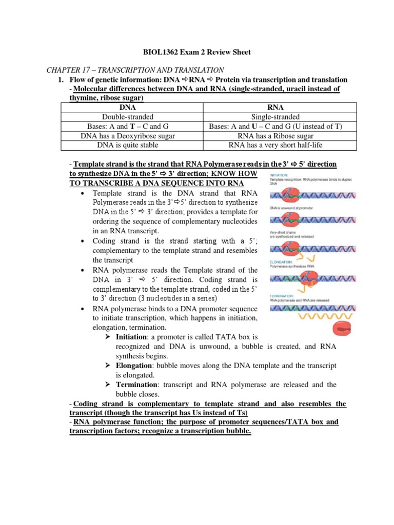 Chapter 17 - Transcription and Translation | PDF | Translation (Biology ...