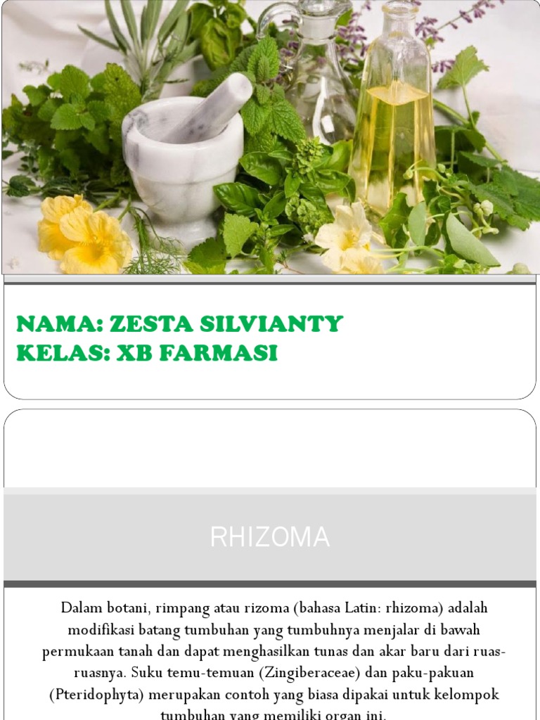 Pengertian dan Contoh Rizoma Tumbuhan | PDF | Memasak, Makanan, & Anggur