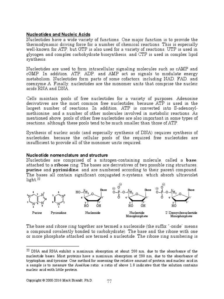 Nucleotides and Nucleic Acids: CH HO Base P O O O O CH Base P O O O O ...
