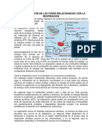 Representación de Las Fases Relacionadas Con La Respiración