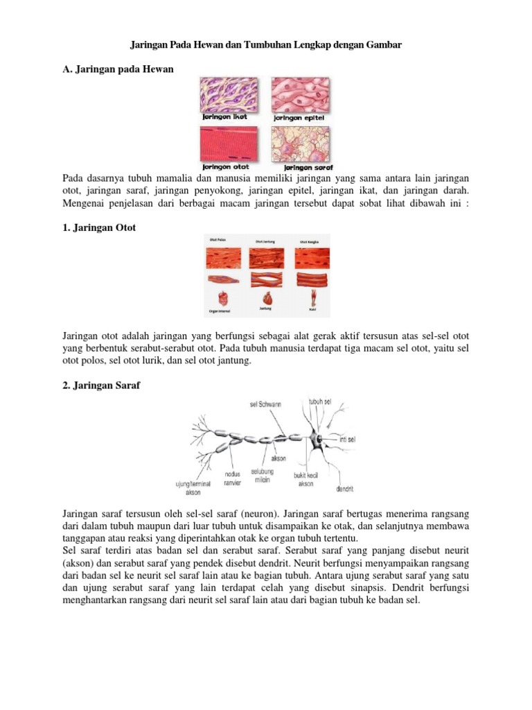 Jaringan Pada Hewan  dan Tumbuhan Lengkap  dengan  Gambar docx