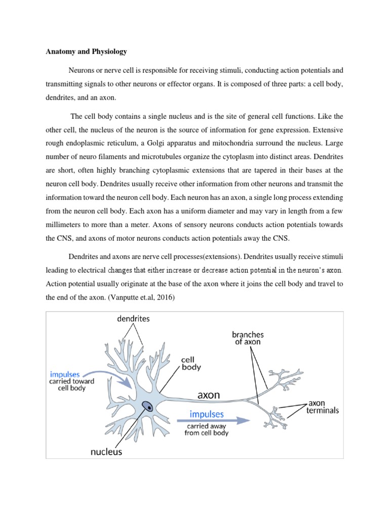 Neuron Anatomy and Physiology Overview | PDF | Neuron | Axon
