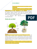 Partes de un árbol_ QUE ES UN ÁRBOL_.pdf