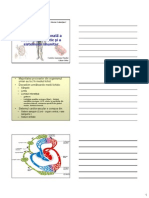 Anatomia Sistemului Limfatic 2008 Mic