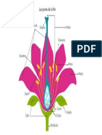 PARTES DE LA FLOR