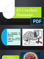 El Cerebro Humano