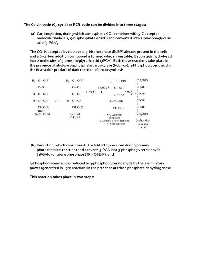 Overview of the Calvin Cycle in C3 Plants | PDF | Photosynthesis ...