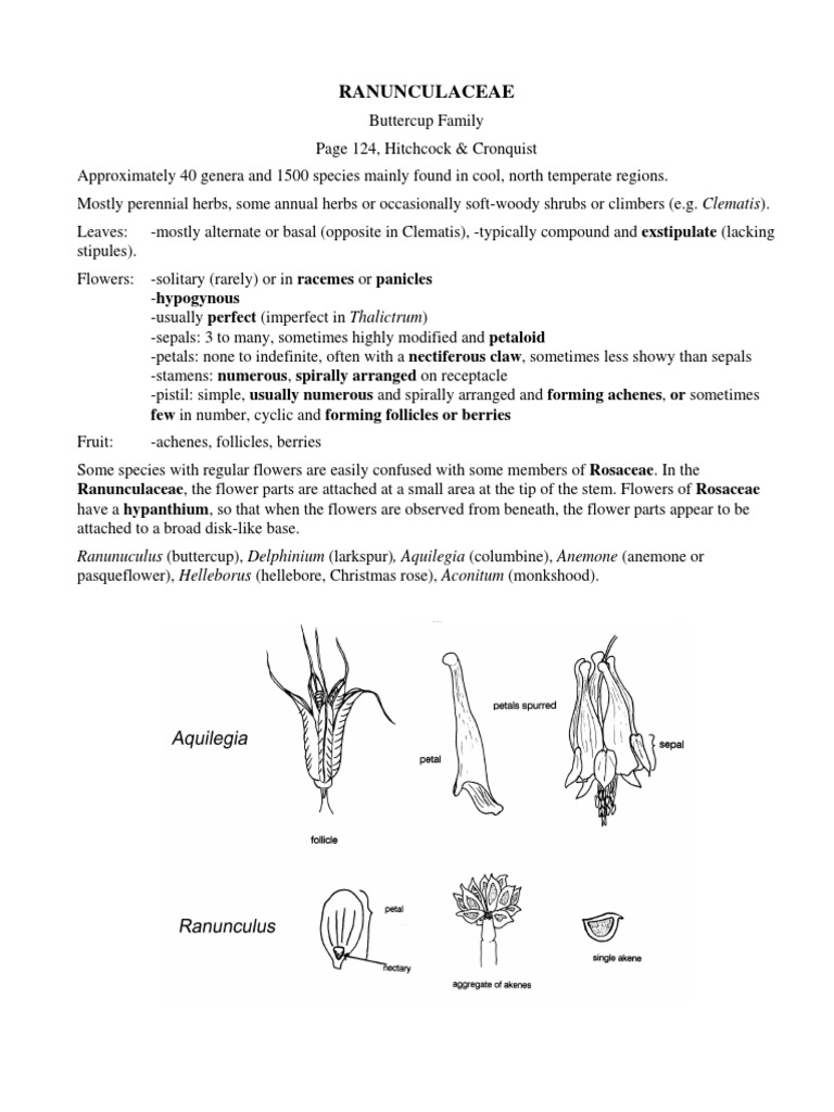 Ranunculaceae: Few in Number, Cyclic and Forming Follicles or Berries | PDF