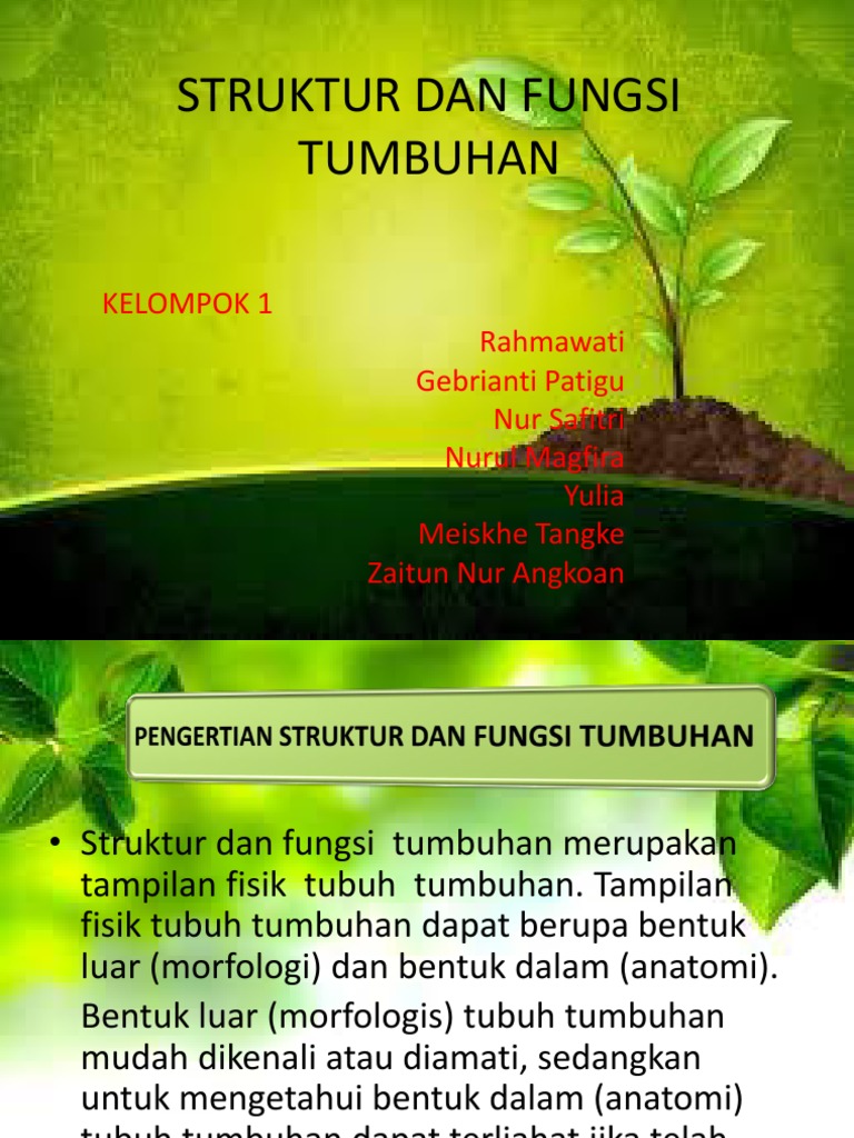 STRUKTUR DAN FUNGSI ORGAN TUMBUHAN | PDF
