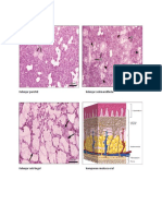 Histologi