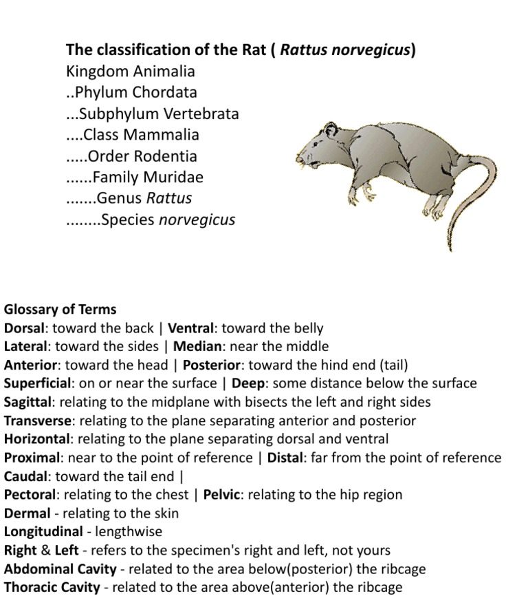 The Classification of The Rat (Rattus Norvegicus) PDF