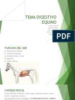 Sistema Digestivo Equino