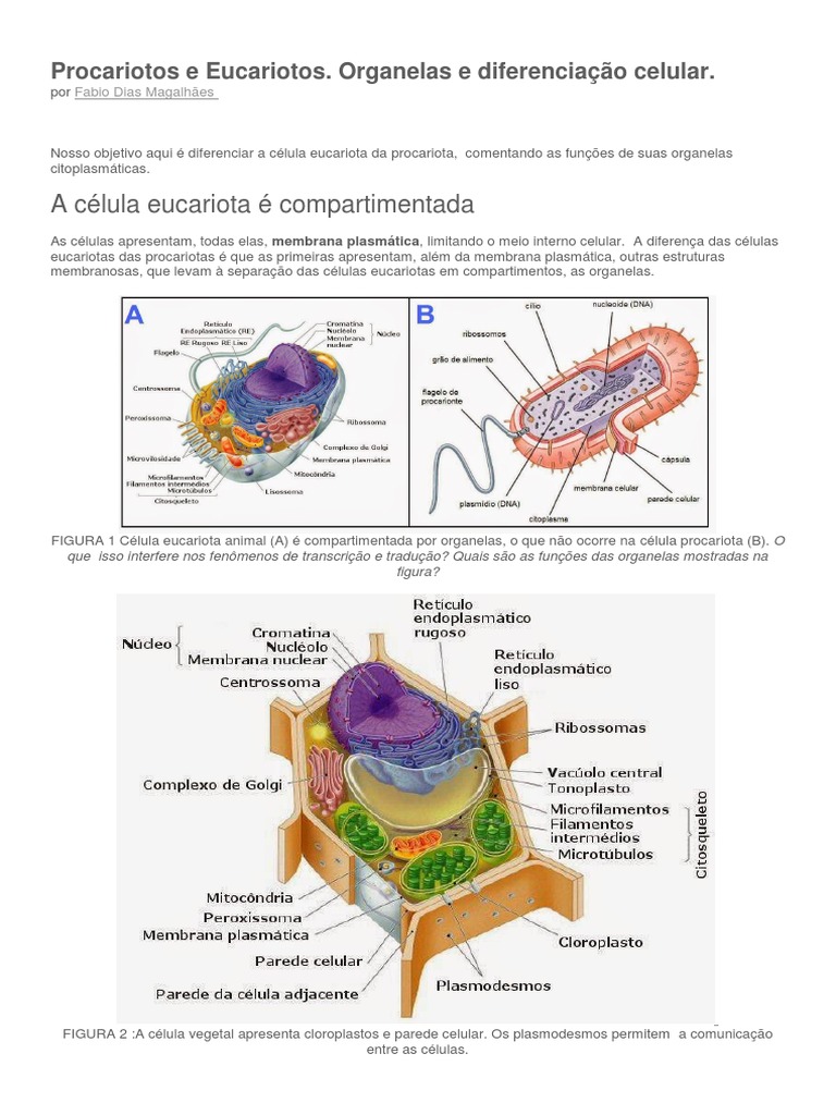 Procariotos E Eucariotos Procarionte C lula Biologia 