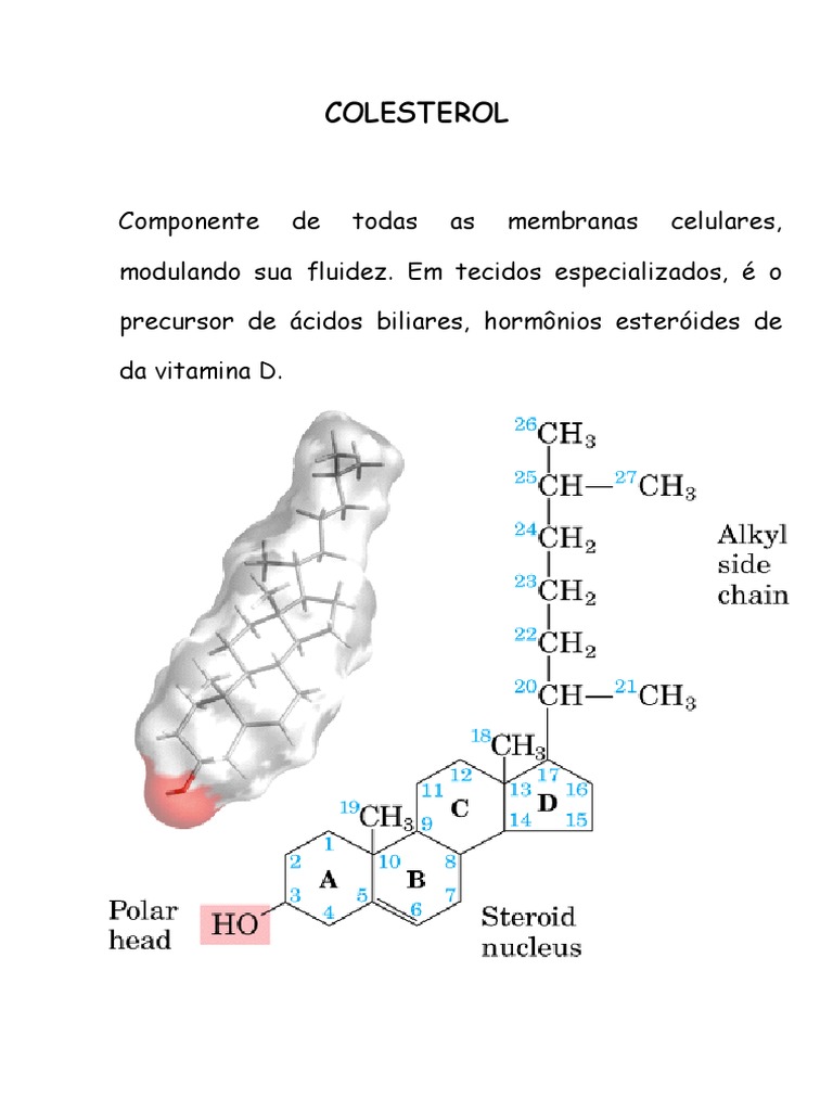 Colesterol_Bioquímica | PDF | Colesterol | Lipídio