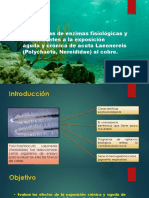 Respuestas de Enzimas Fisiológicas y Antioxidantes A La Exposición Aguda y Crónica de Acuta Laeonereis (Polychaeta, Nereididae) Al Cobre