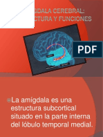 El Cerebro Humano